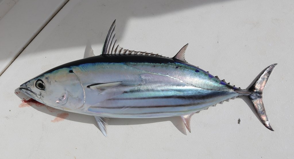A skipjack tuna photographed in lateral view on a pale deck, showing the dark
              longitudinal stripes along its lower flank, the forked tail and the row of small
              finlets before it.